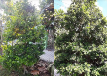 Vận chuyển cây cảnh