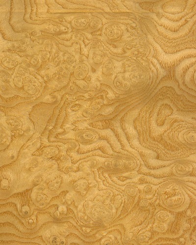 Veneer mặt gỗ tần bì trắng