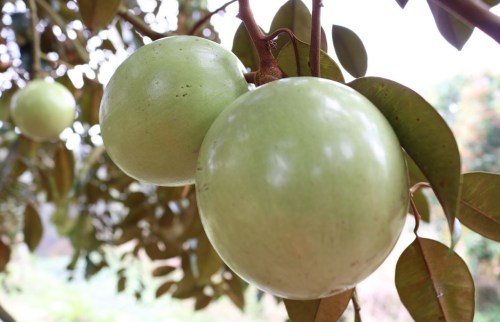 Vú sữa