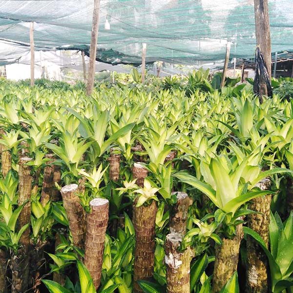 Vườn ươm cây phát tài
