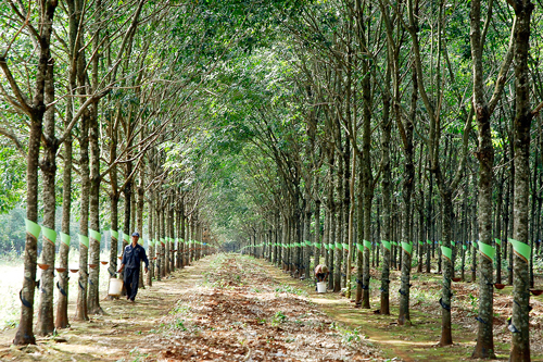 Vườn cây cao su