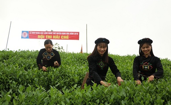 Vườn trà