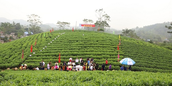 Vườn trà