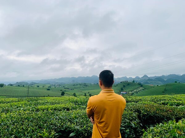 Vườn trà