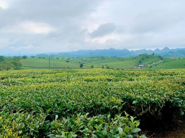 Vườn trà