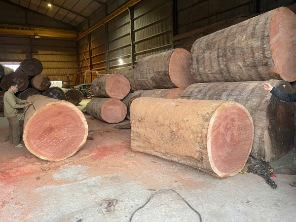 Gỗ xoan đào Sapelli