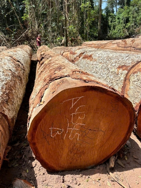 Gỗ xoan đào Sapelli