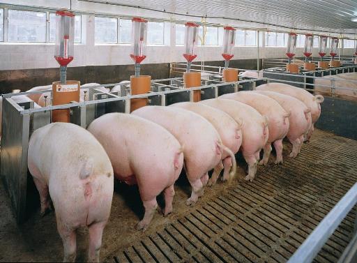 Xử lý nước thải chăn nuôi heo công nghiệp mới