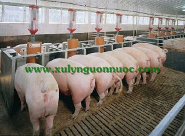 Xử lý nước thải chăn nuôi lợn