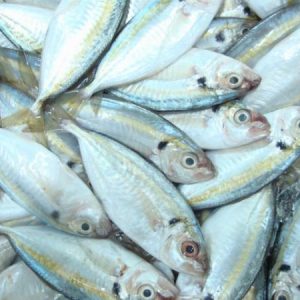 Cá chỉ vàng