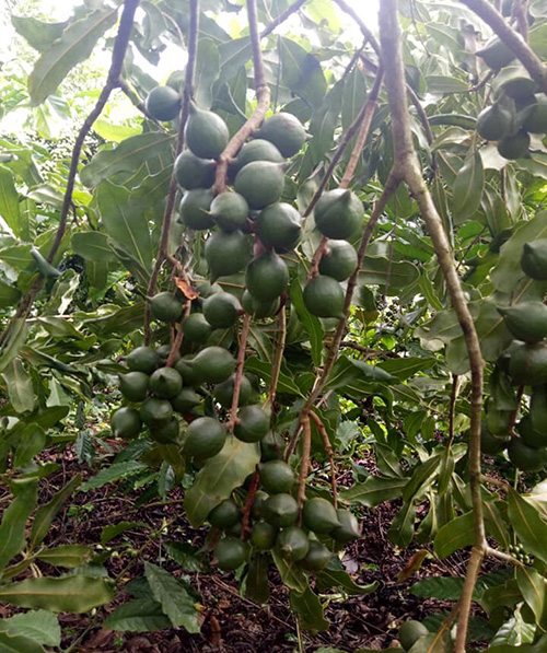 Quả mắc ca