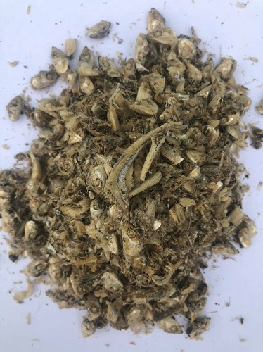 Đầu cá cơm