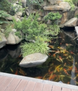 Hồ bơi - hồ CaKoi - TPVT