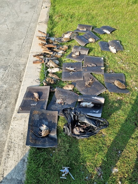 Dịch vụ diệt chuột
