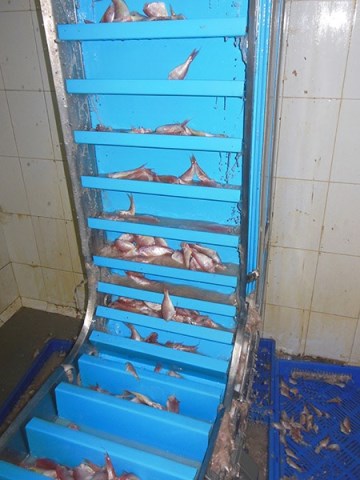 Băng tải nhựa