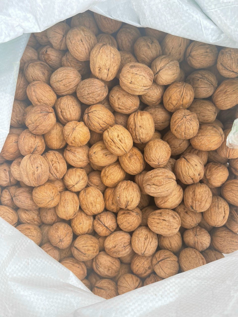 Hạt óc chó