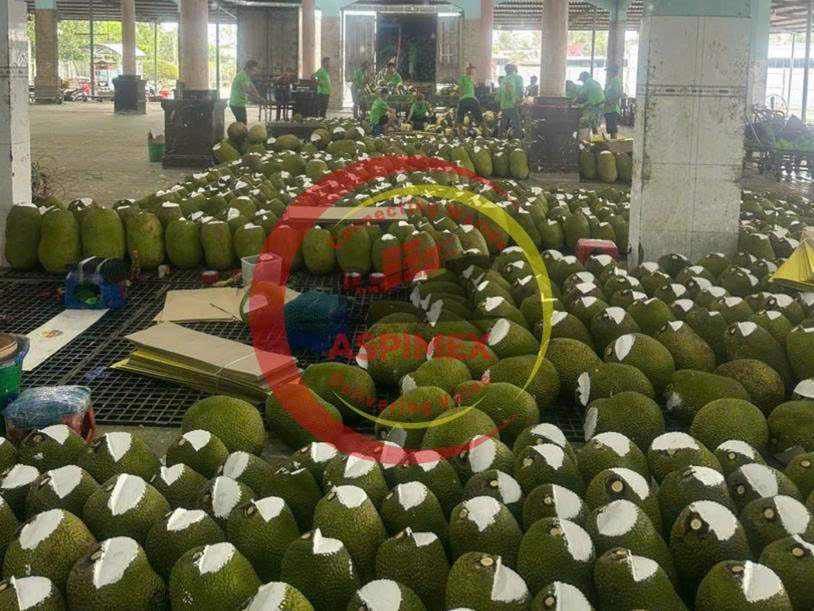 Mít tươi