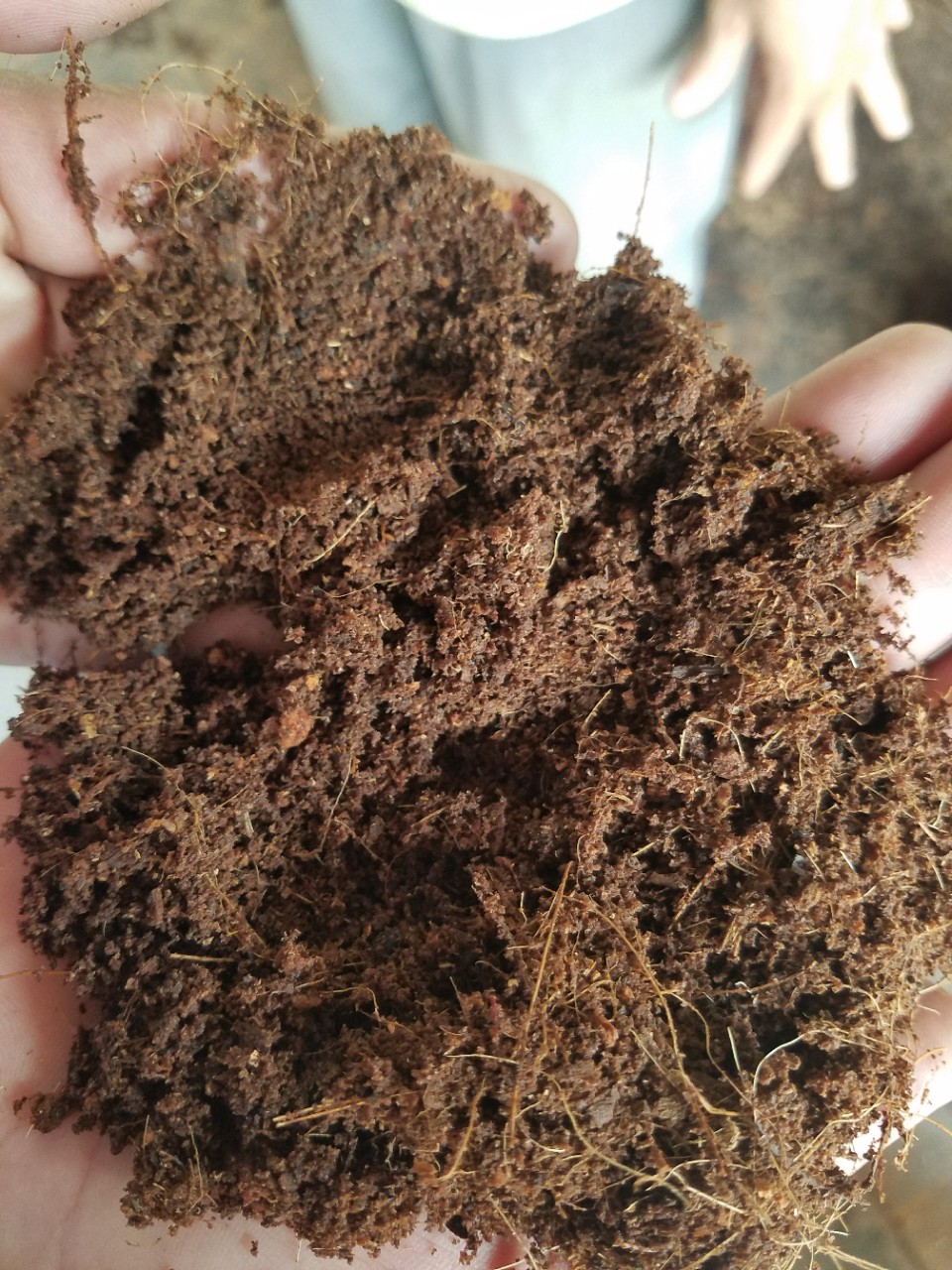 mụn dừa