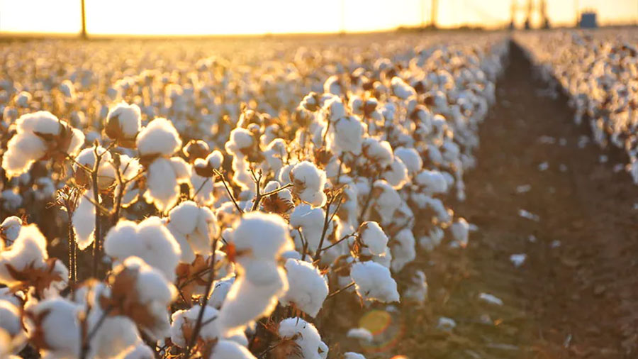 为什么越南现在是澳大利亚棉花的最大进口商