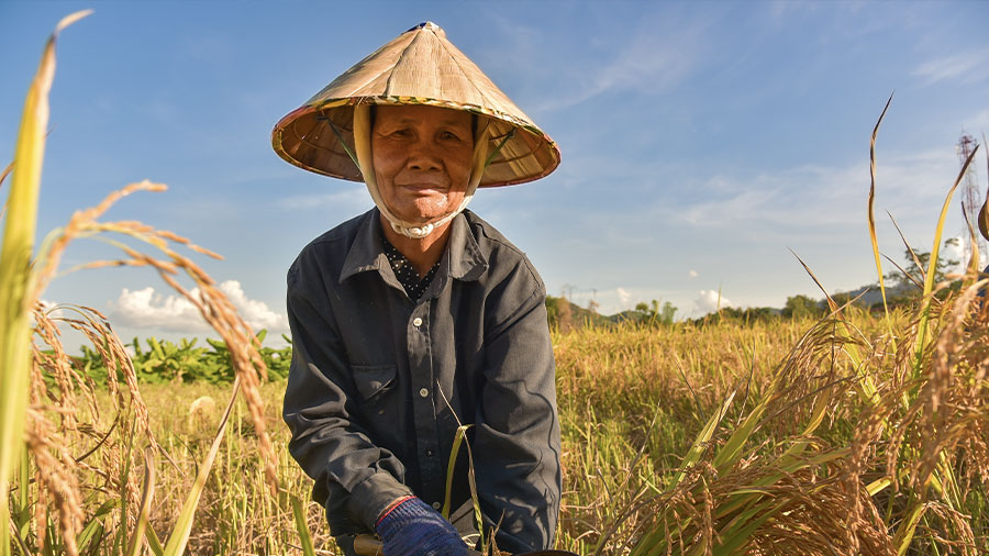 在全球贸易不确定性的情况下，越南保护农业出口
