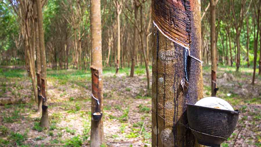 越南橡胶工业：产量、绩效和潜力