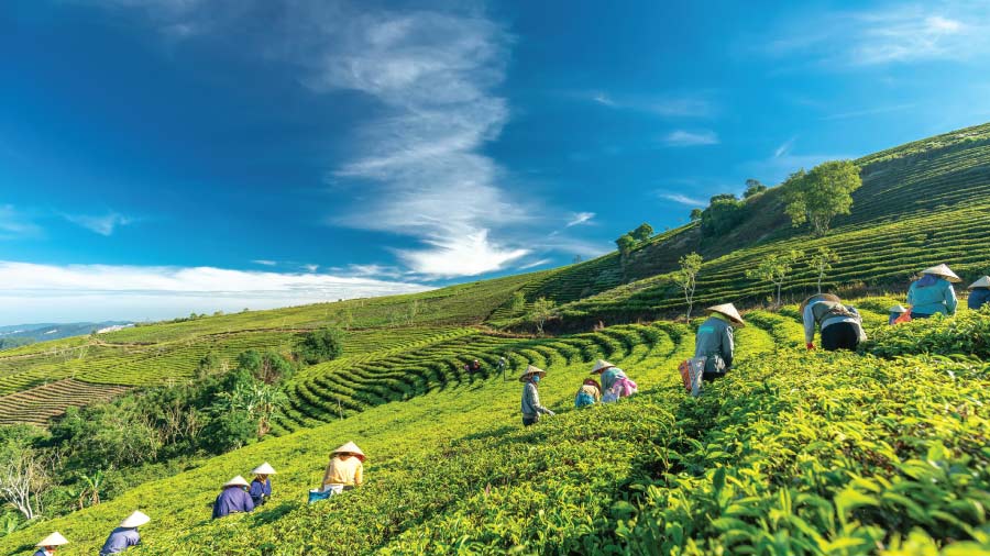 越南的区域劳动力市场：劳动力成本和人力资源战略